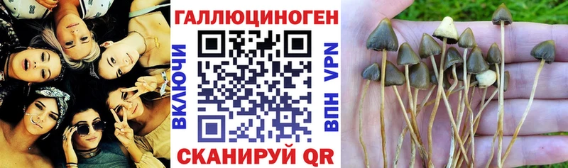 Псилоцибиновые грибы мицелий  Кувандык 